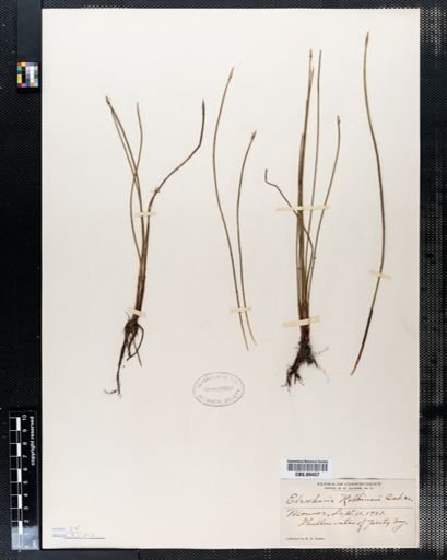 Eleocharis robbinsii