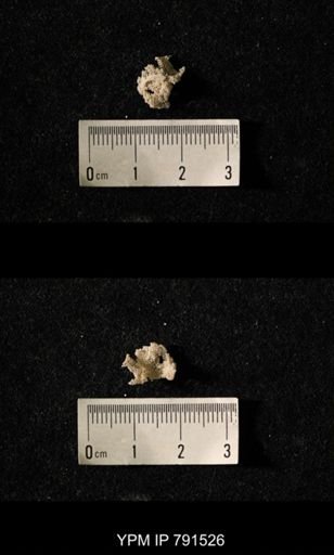 undet. Bryozoa