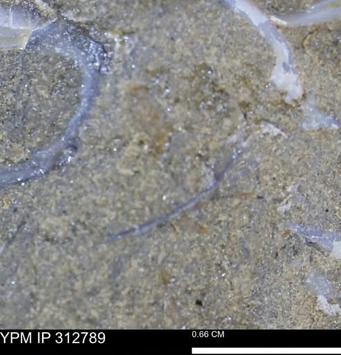 undet. Bivalvia