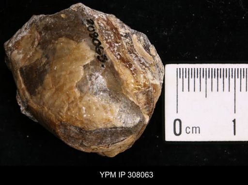 Inoceramus sp.