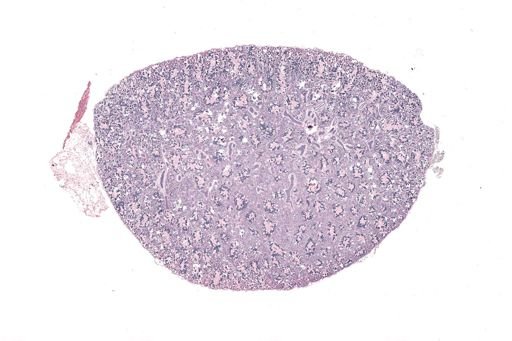 Rana clamitans