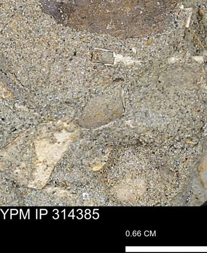 undet. Bivalvia