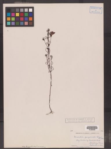 Agalinis paupercula