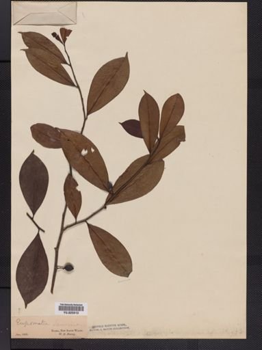 Eupomatia laurina