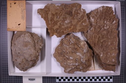 mixed taxa, stratigraphic collection