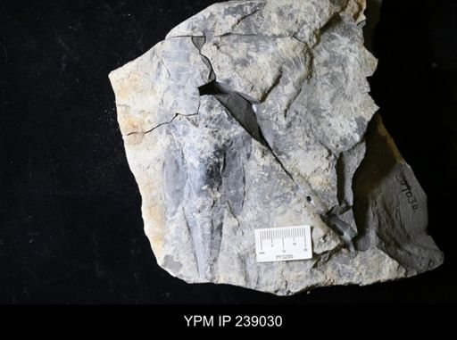 Eurypterus pittsfordensis