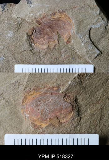 undet. Arthropoda