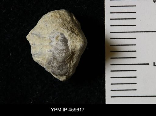 Wellerella osagensis