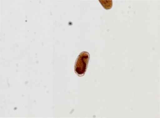 Nasutitermes corniger