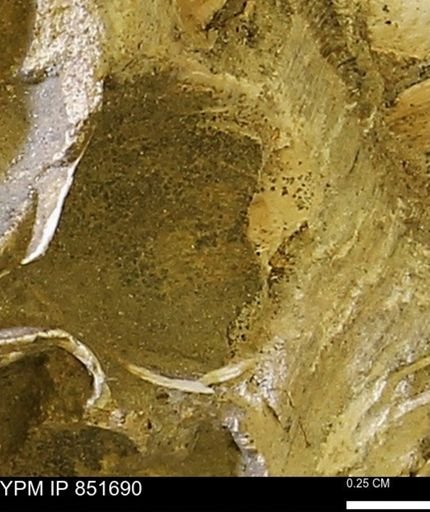 Limopsis striatopunctatus