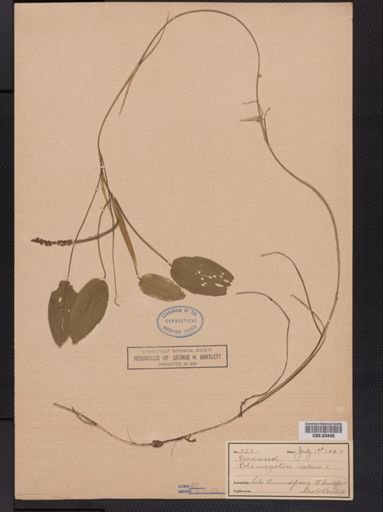 Potamogeton natans
