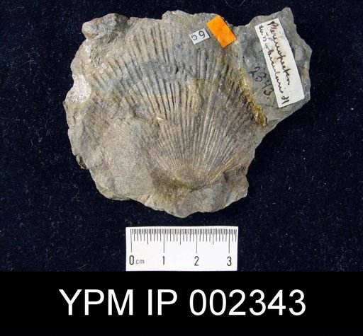 Pterinopecten suborbicularis