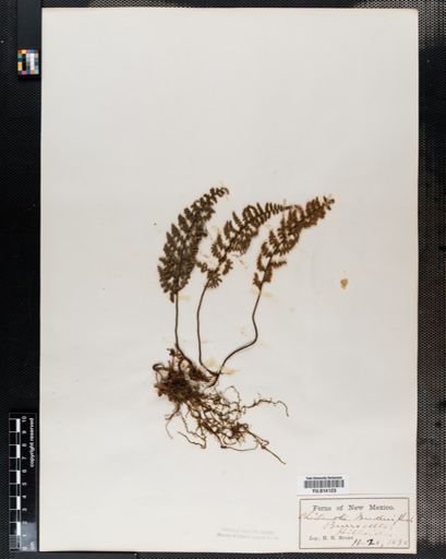 Cheilanthes