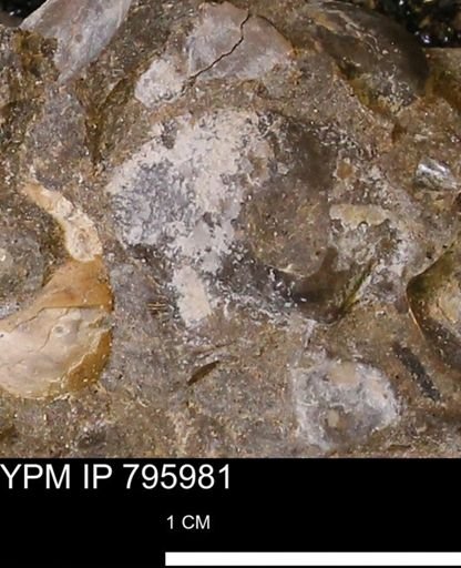 Oxytoma (Hypoxytoma) nebrascana
