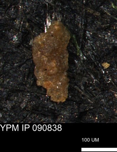 Verneuilina canadensis