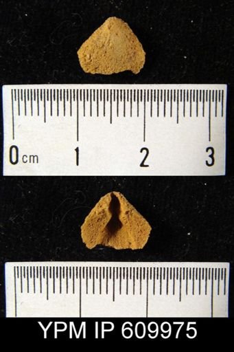 Meristella sp.
