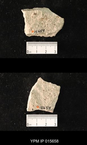 Chelopterum peregrinum