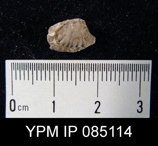 Camarotoechia modica