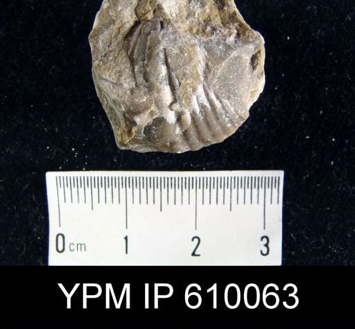 Spirifer fornacula