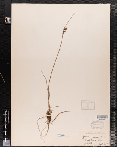 Juncus