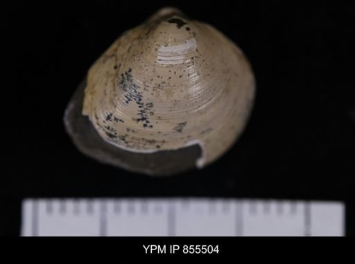 Limopsis striatopunctatus