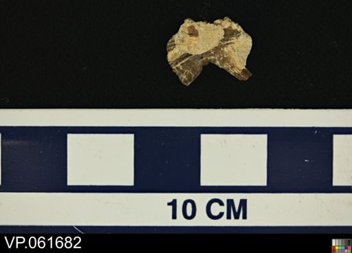 Actinopterygii