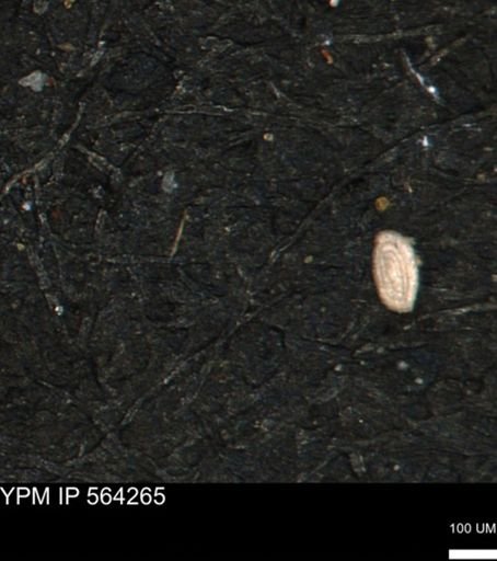 Spirolocammina planula