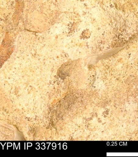 undet. Bivalvia