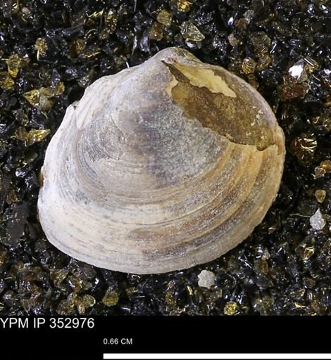 Limopsis striatopunctatus