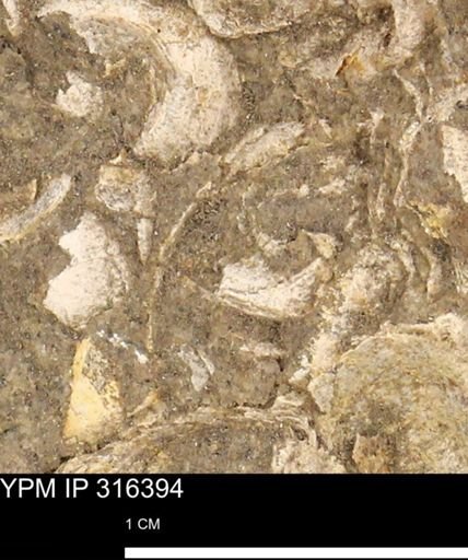 undet. Mollusca