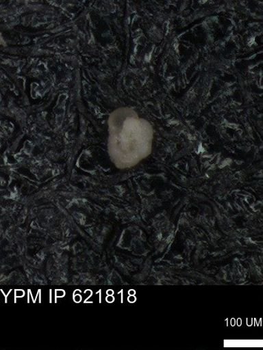 undet. Foraminiferida