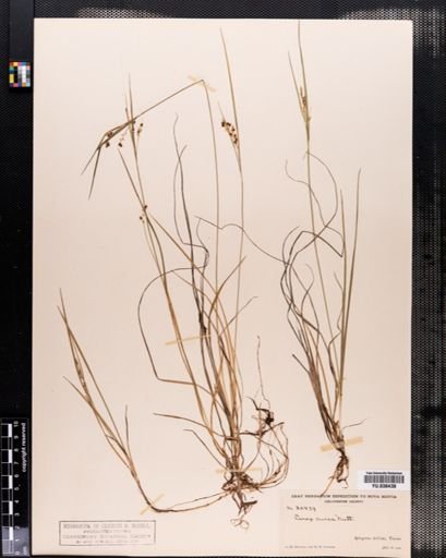 Carex aurea