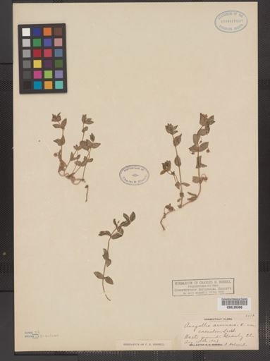 Anagallis arvensis var. caerulea