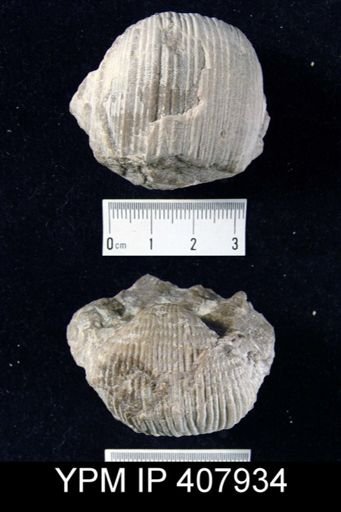 Dictyoclostus cf. sulcatus