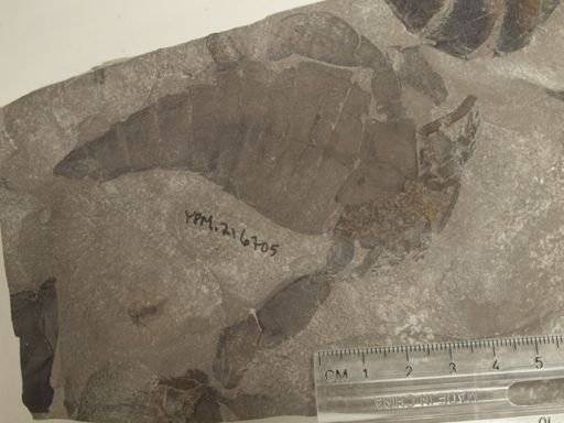 Eurypterus lacustris