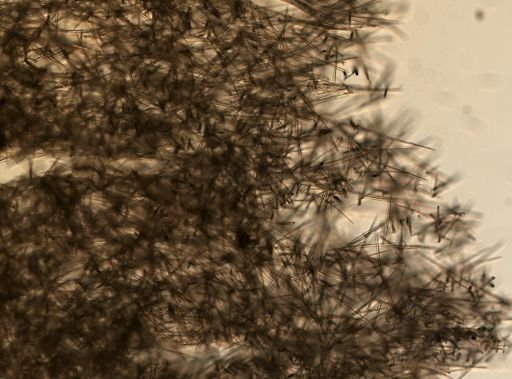 Halichondria sp.