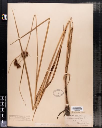 Scirpus robustus