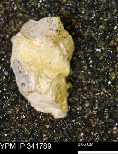 Scaphites?