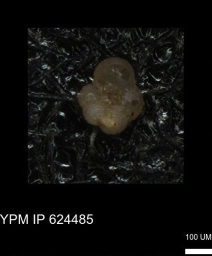 Rugoglobigerinidae?