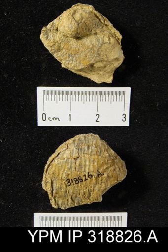 Pustula nebrascensis