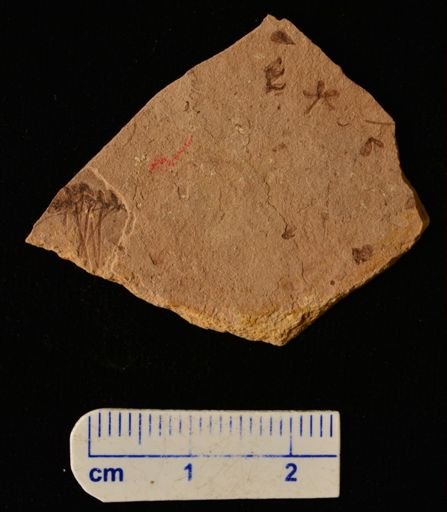 Azolla primaeva