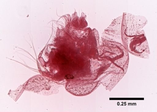 Cypria petenensis