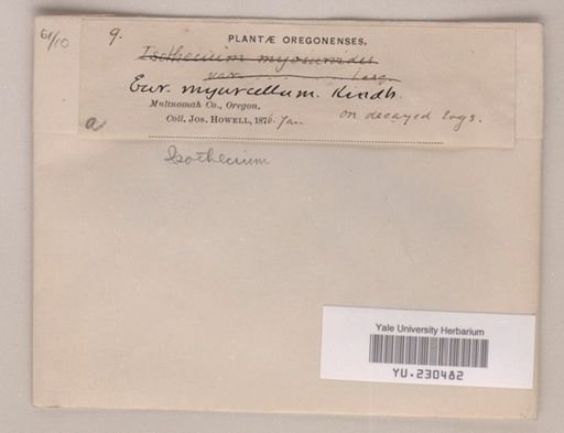 Isothecium myurcellum