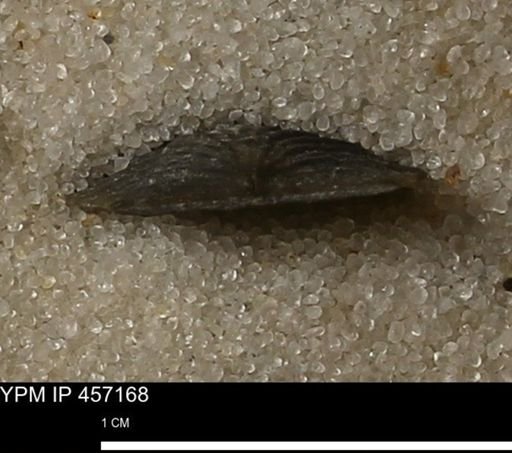 Stropheodonta sp.