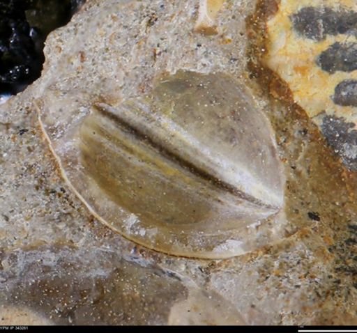 undet. Bivalvia
