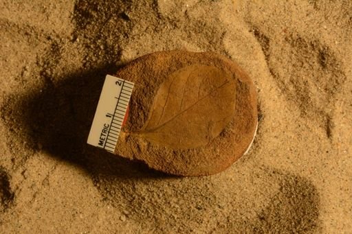 Angiospermopsida