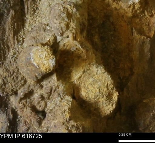 Teredo sp.