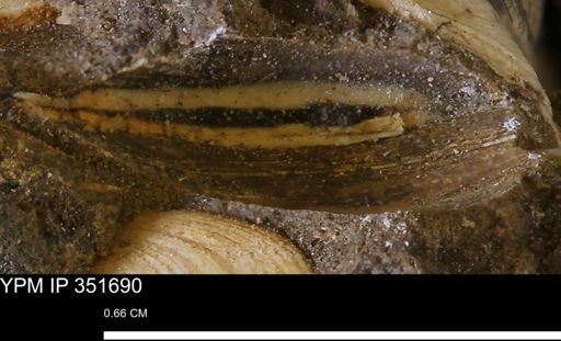 Limopsis striatopunctatus