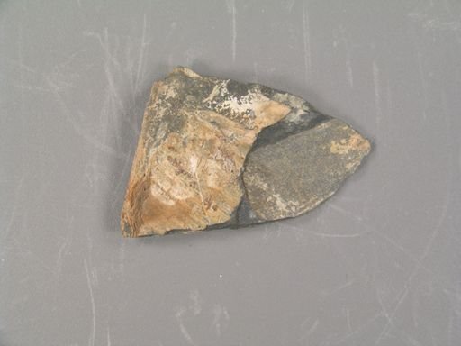 Otozamites macombii