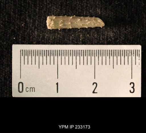Archaeocidaris sp.